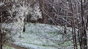 За окном снежинки падают на цветущие деревья. Кисловодск.