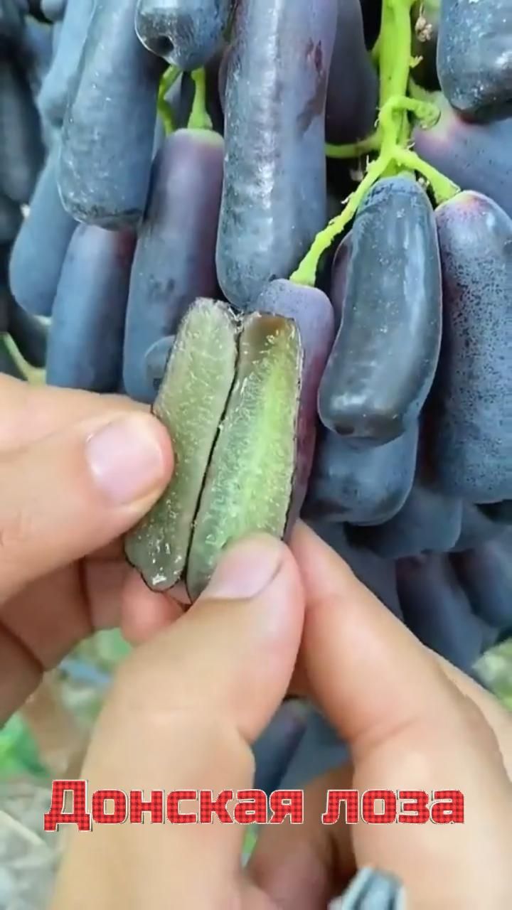 Виноград кишмиш Аватар! Донская Лоза