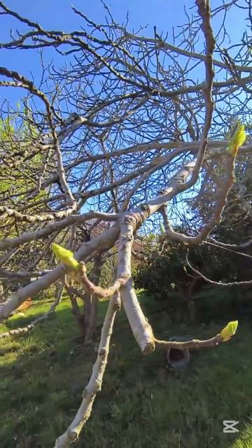 Весна в Абхазии апрель