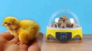 Что случилось с цыпленком из китайского инкубатора спустя месяц?