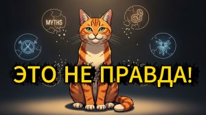 5 мифов о кошках, в которые многие верят