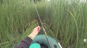 Рыбачу в СТАРОМ КАМЫШЕ, тут клюют неподъемные караси!