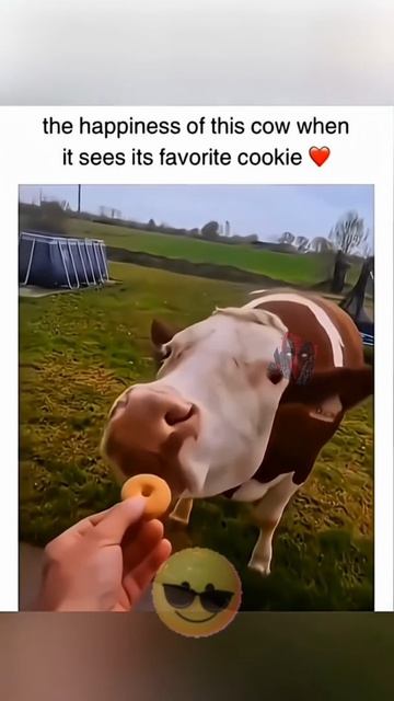 Вот Это Я Понимаю Любовь 🙀🫶😎