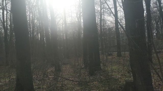 Творческая прогулка по Лесу