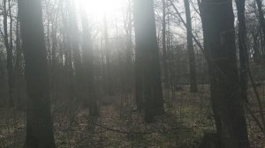 Творческая прогулка по Лесу