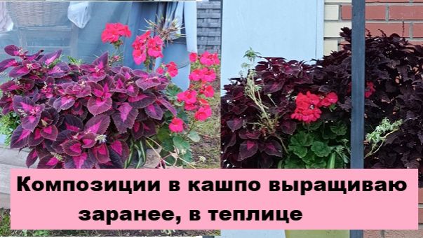 Высаживаю в кашпо композиции из цветов, чтобы были готовы к теплым дням
