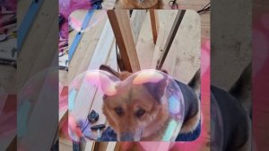 1000055460.mp4 (Собака наблюдает за устройством лестницы на 2-ой этаж в доме А-фрейм)