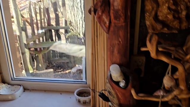 Фазаны под дождём яркая ольха и начало сезона плетения