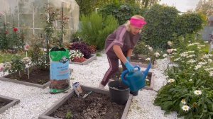 Посадка метельчатой гортензии