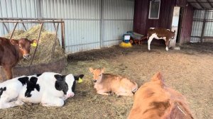 Неожиданное пополнение у Герефордов! Приручили буйную первотелку! Отгружаем сенаж! Ремонт дома!