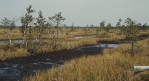 .... Васюганские Болота - Что мы знаем о них....