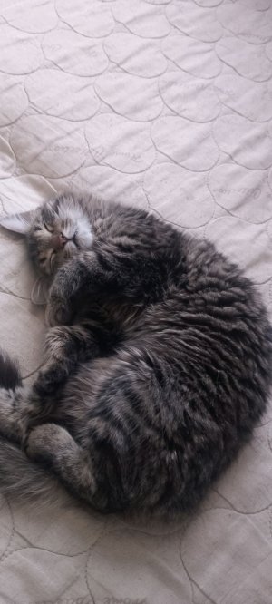 блуд страйк