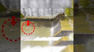 Мать-утка не бросила слабых утят