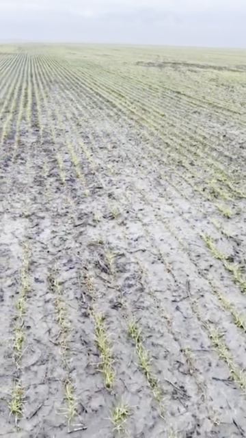 Гибель озимой пшеницы из-за ледяной корки и оттепели #агроном  #сельскоехозяйство #заморозки
