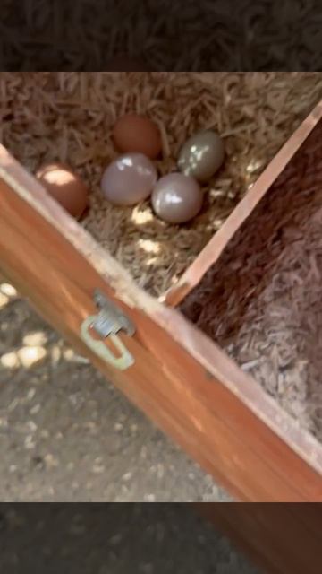 Меган Маркл хвастается яйцами, которые снесли куры