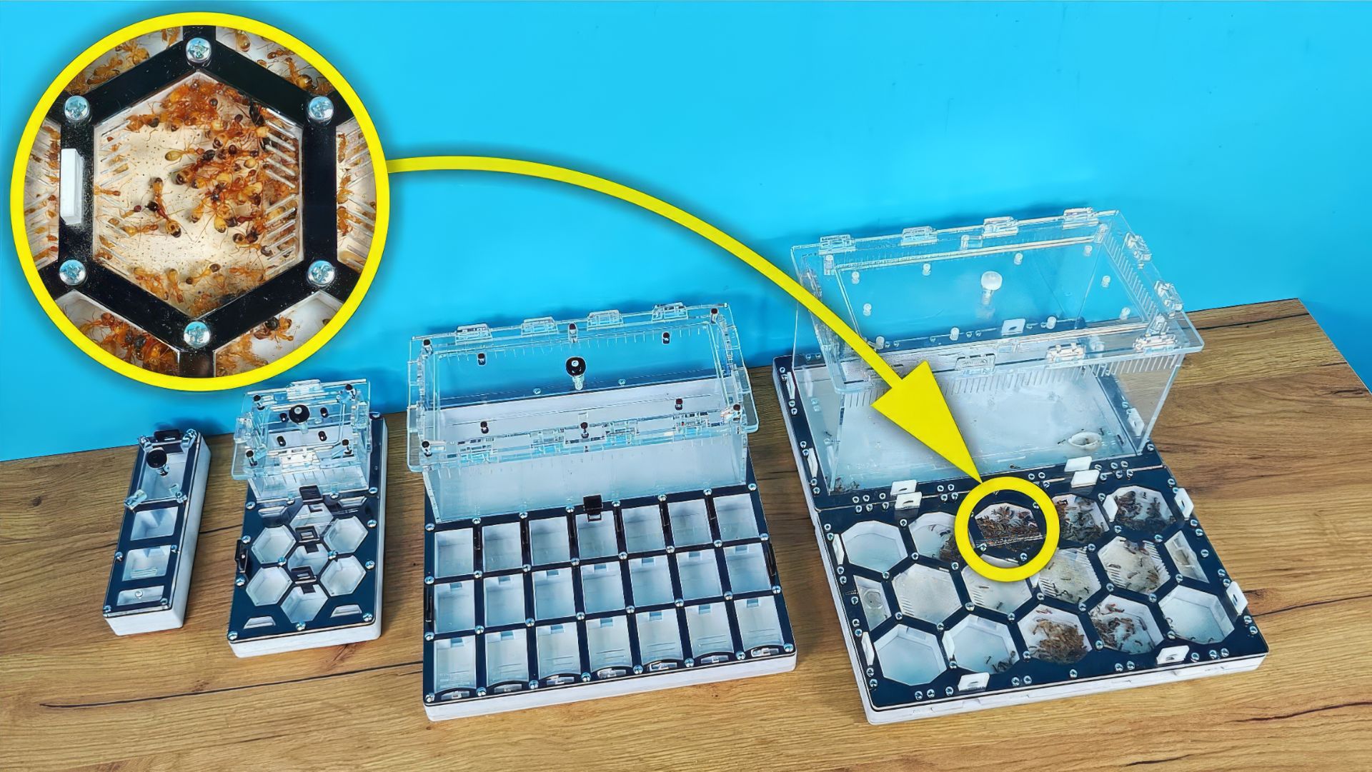 Подписчик подарил мне новые формикарии и африканских муравьев! Я не ожидал!