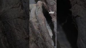 Малдер против системы_ тайна в носу пришельца