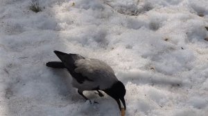 Вороны Основинского, март 2025.