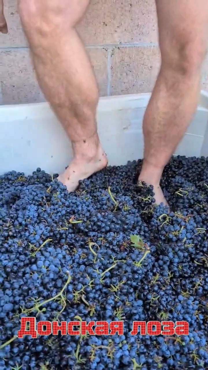 Винная ягода оптом 2026г. Ростов-на-Дону.  Донская Лоза