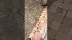 мистическая охота на какашку