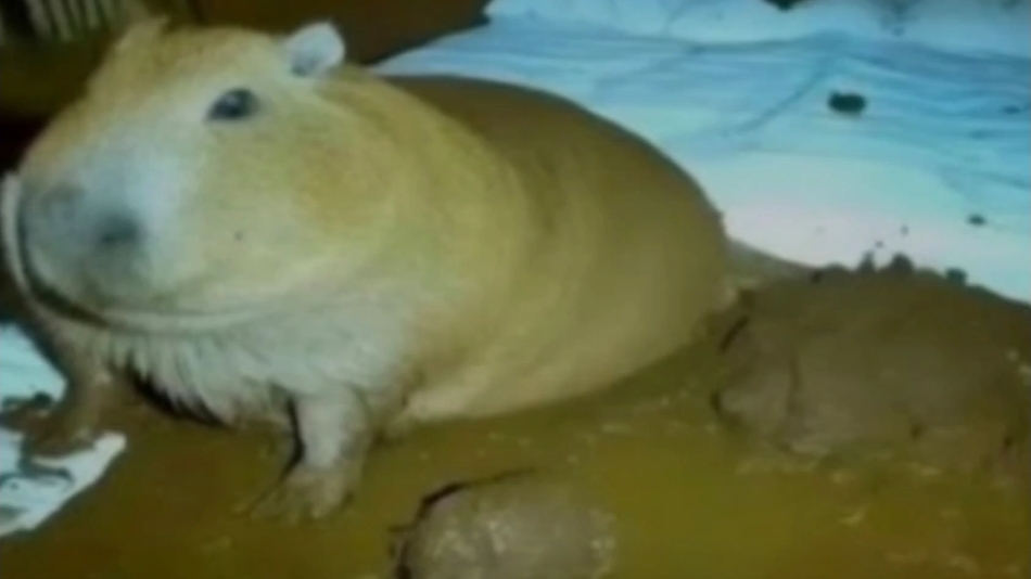 стоп обосрим руслана