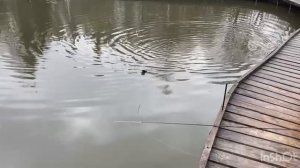 Поимки Форели