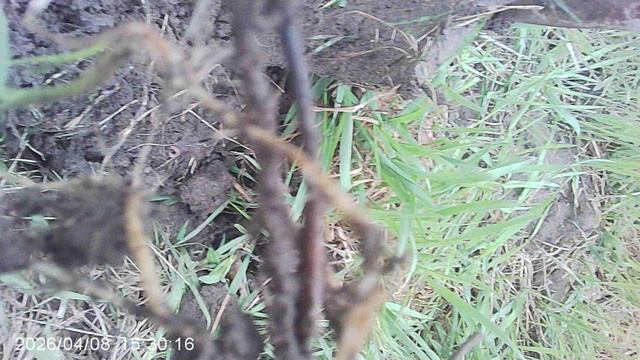 Обзор корней, которыми размножаются огородные сорняки