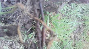 Обзор корней, которыми размножаются огородные сорняки