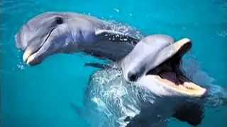 Дельфины у носа яхты  Щенячий восторг от встречи