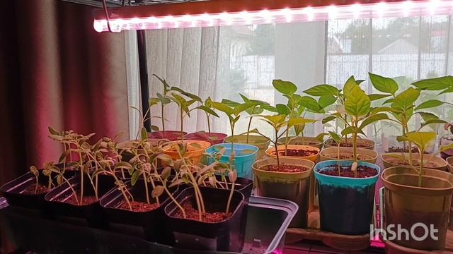 Всё! Больше ничего сажать не буду 🍅🍆🌶Обед для настоящих мужчин.