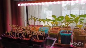 Всё! Больше ничего сажать не буду 🍅🍆🌶Обед для настоящих мужчин.