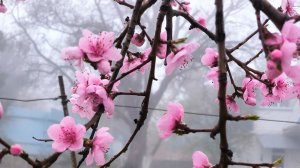 Песенная Медитация 08.04.2026