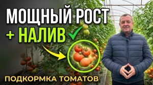 🔥 Мощная макушка за 3 дня! Секретная кальциевая подкормка томатов с патокой