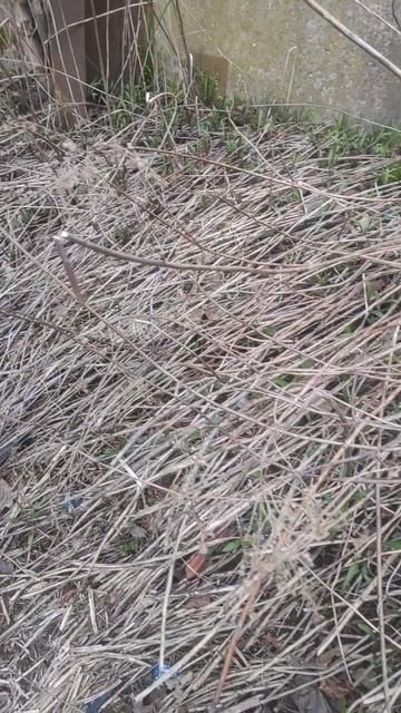 Апрельский шмель