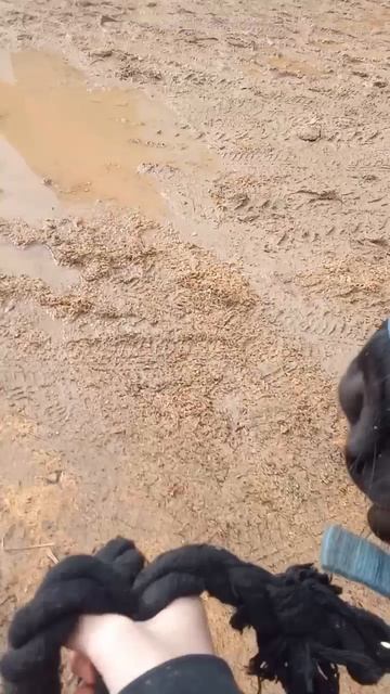 знакомство с лошодью