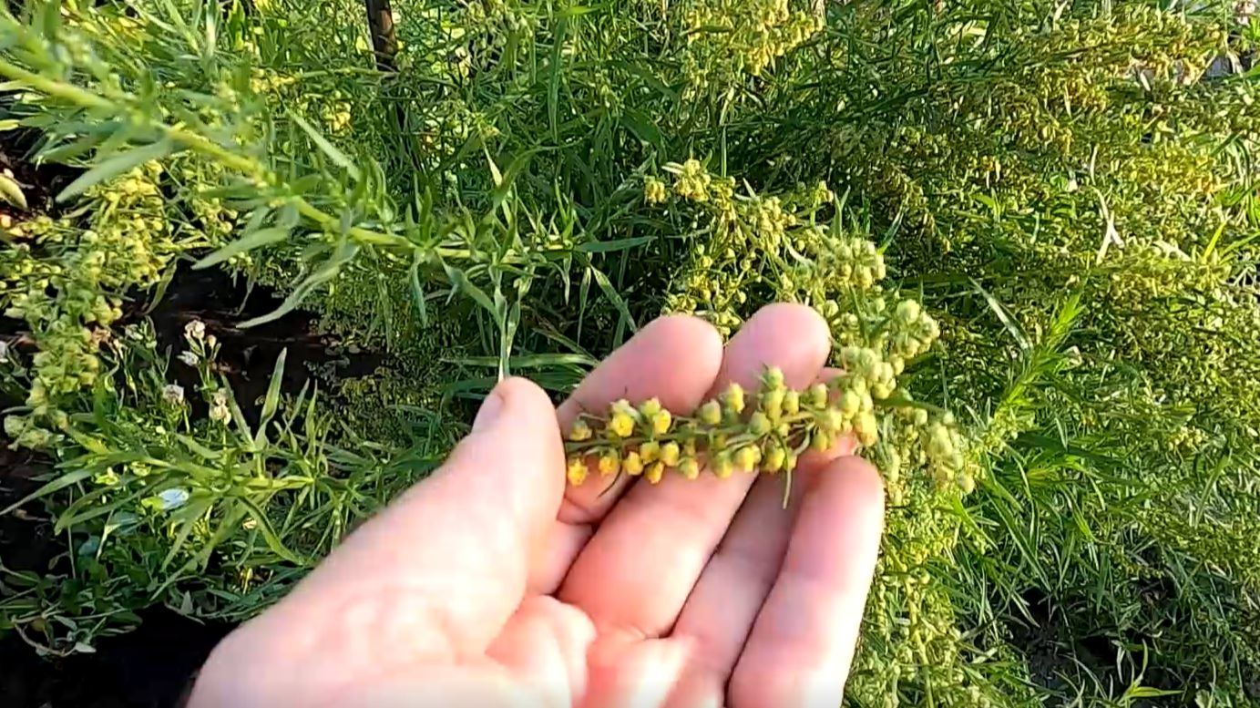 Как вырастить эстрагон из семян