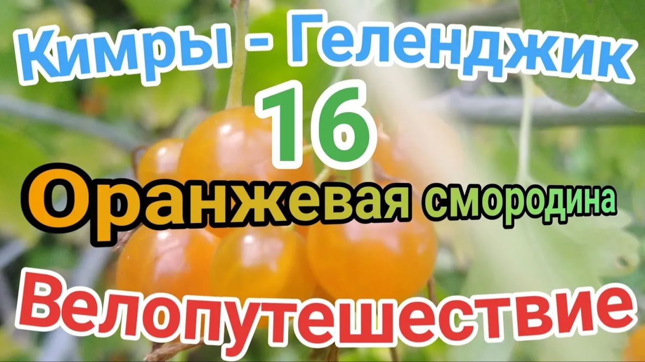 16.Велопутешествие Кимры - Геленджик (Смородина оранжевого цвета)