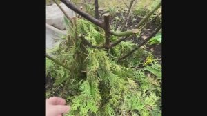 Открываю розы после зимы в Подмосковье