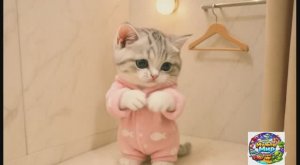 Кувырок с камерой: как тигровый котёнок чуть не сломал себя, а потом все получили подарок