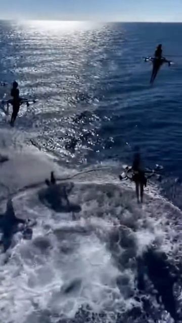 Люди, Дроны и Касатки