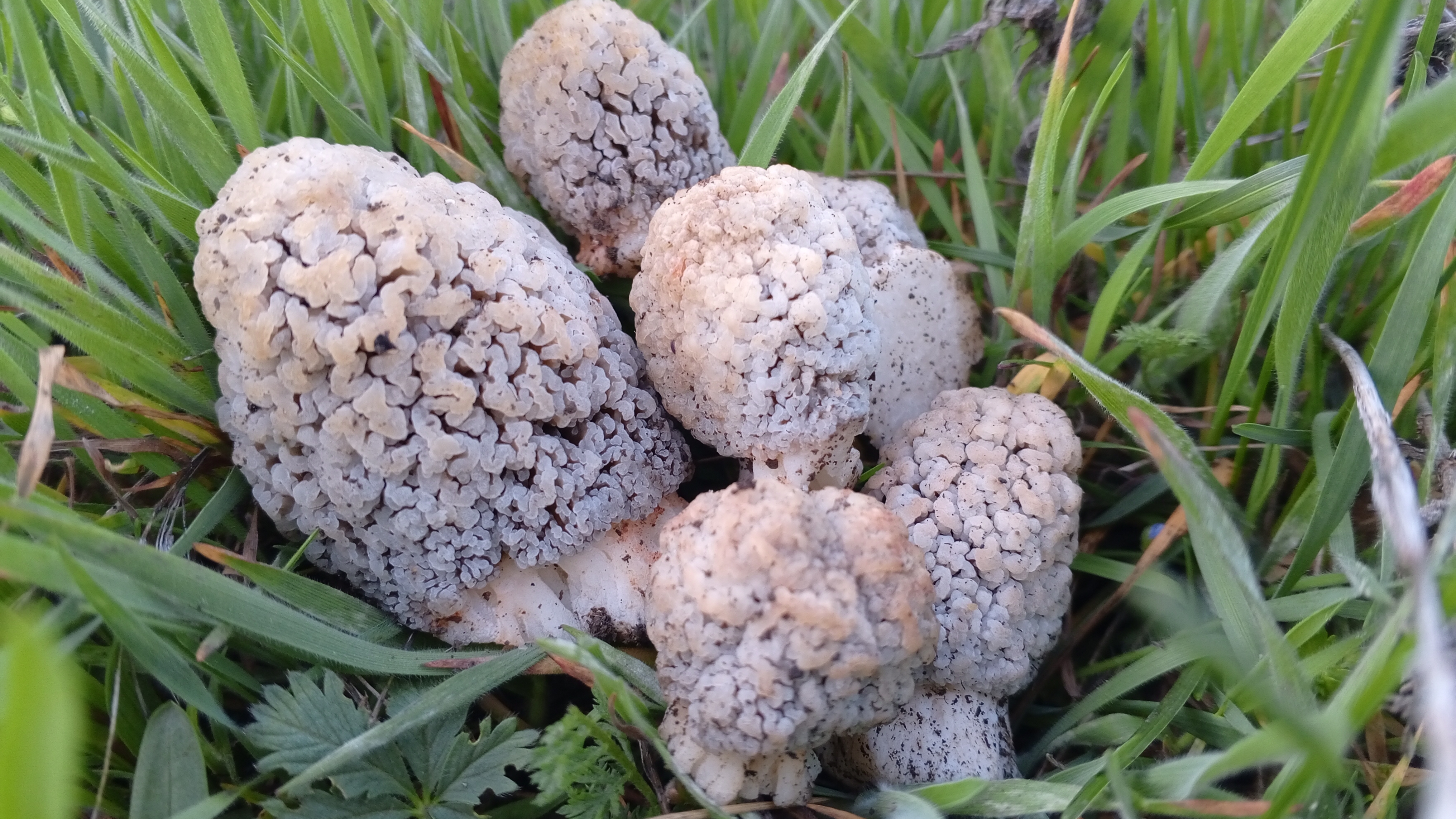 Сезон открыт! Первые степные сморчки найдены