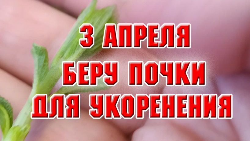 3 апреля. Какие почки я снимаю у гортензии для укоренения