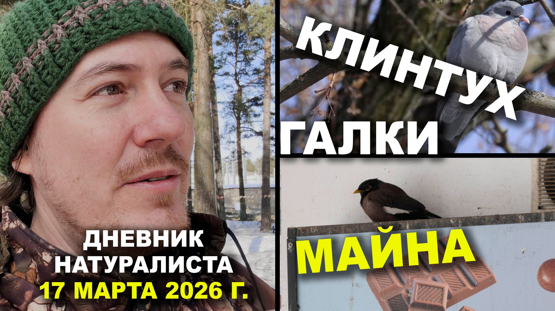Клинтух и галки. Майна. Дневник 17 марта 2026 г.