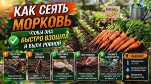 КАК СЕЯТЬ МОРКОВЬ, ЧТОБЫ ОНА БЫСТРО ВЗОШЛА И БЫЛА РОВНОЙ