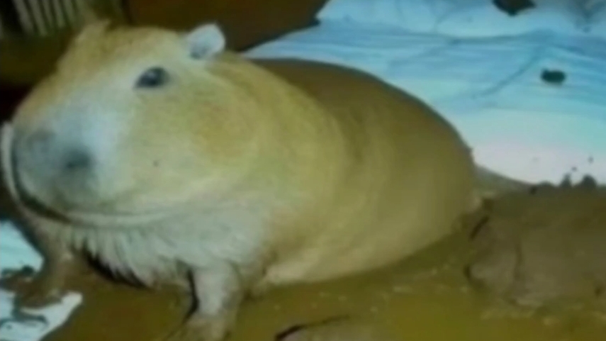 Начинаю стрим