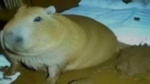 Начинаю стрим