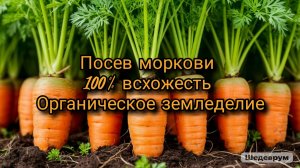 Посев моркови 100% всхожесть. Органическое земледелие