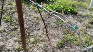 спасаем виноград от возвратных заморозков