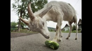 низкопробная козлина ссаная Ссаня