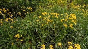 Тревожное предчувствие.